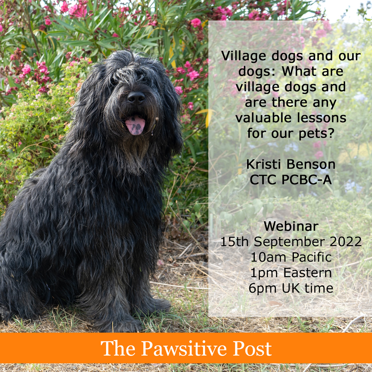 CompAnimalPsych's tweet photo. I'm excited for this webinar by @KristiBensonCTC that's coming up next month. Included with a subscription to The Pawsitive Post. https://t.co/bK92kymBk1 https://t.co/ekSppYQmwq