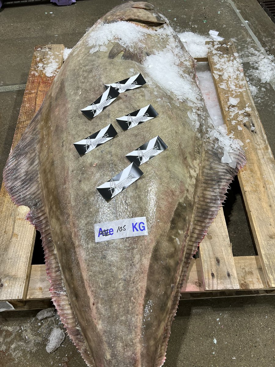 TallisGraeme's tweet photo. That’s a big one 🐟🐟 bought today on Peterhead fish auction from vessel Endevour 🐟 https://t.co/wYDJtT8Vq8