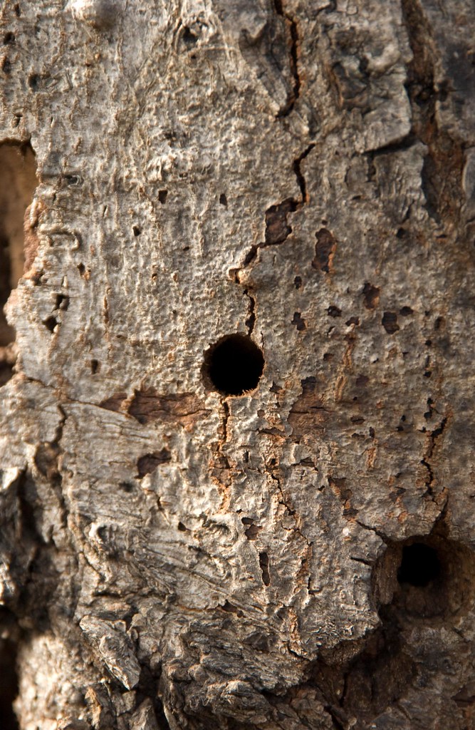 USDA_APHIS's tweet image. "For the love of trees, please check yours for Asian longhorned beetle!"🌲👀

A #TreeCheckMonth message from @USDA’s Jenny Lester Moffitt – including a simple way your family can make a difference:
usda.gov/media/blog/202…

@StopALB @HungryPests  #ALB