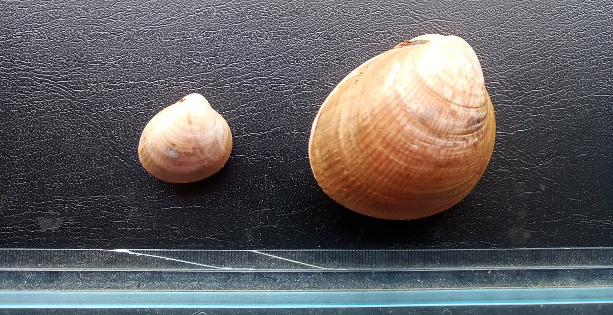 Javier_mart_per's tweet photo. La colaboración con pescadores da sus frutos a la hora de descubrir la malacofauna del Cantábrico. "Acanthocardia aculeata" y "Laevicardium crassum". https://t.co/T5zbBvheZU