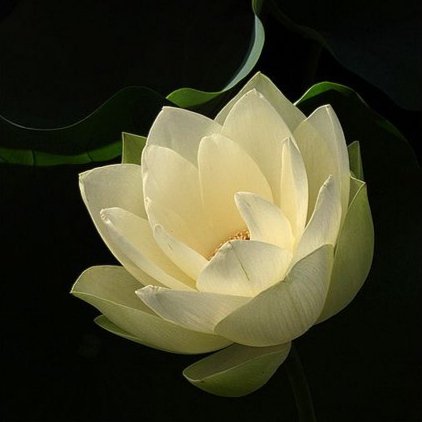 Luarium_GSYS's tweet photo. Benefits for Yellow Lotus #Holder: all previous mentioned benefits, 5% of chance to be able to get #WhiteList of other NFT’s #Project #Collaborations

#nftcollector #nftart #NFTCommunity #Crypto #NFTGiveaway #Cryptos #NFTSeed #Yellow #Lotus https://t.co/0nUv5trVKW