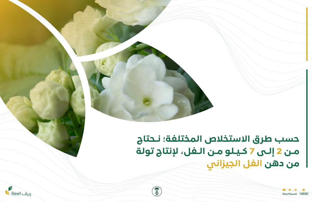 ريف السعودية tweet media