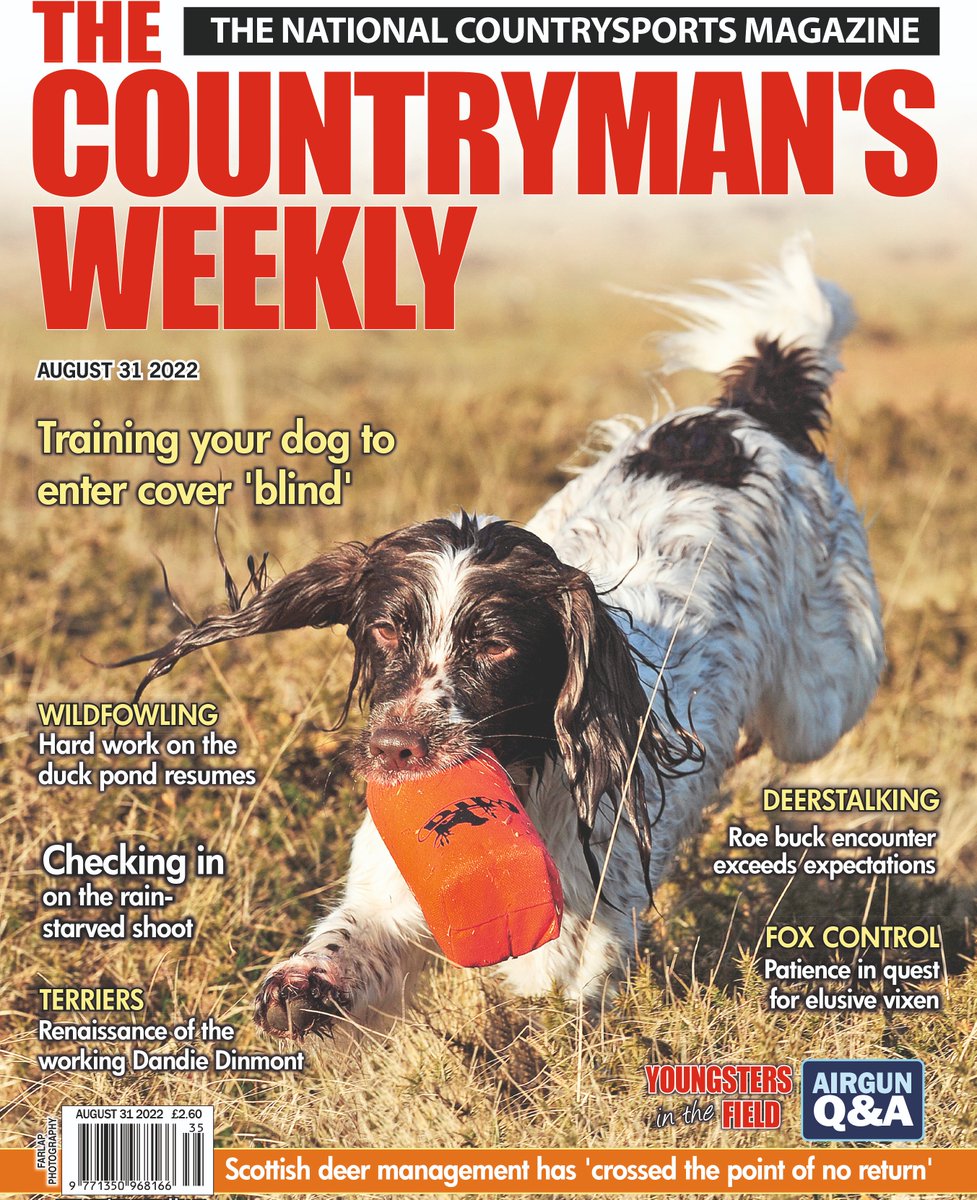 SteveGrant67's tweet photo. New issue of @CountrymansW in the shops tomorrow! #gundogs #retrievers #wildfowling #gamekeeping #terriers #deerstalking &amp; #foxcontrol https://t.co/rdJ6Dv2mgU