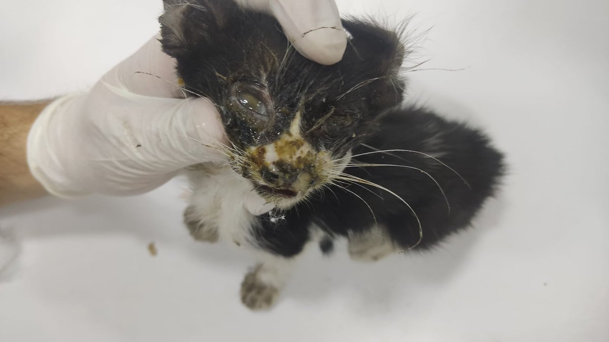 Durum çok ama çok kötü. Üç kardeş, iki tanesinin resmen gözü yüzü erimiş, çürümüş. Bugün kliniğe gösterdik ama tedaviyi başlatabilmemiz icin çok acil desteğe ihtiyacları var fazla zamanları yok lütfen paylaşın seslerini duyun+