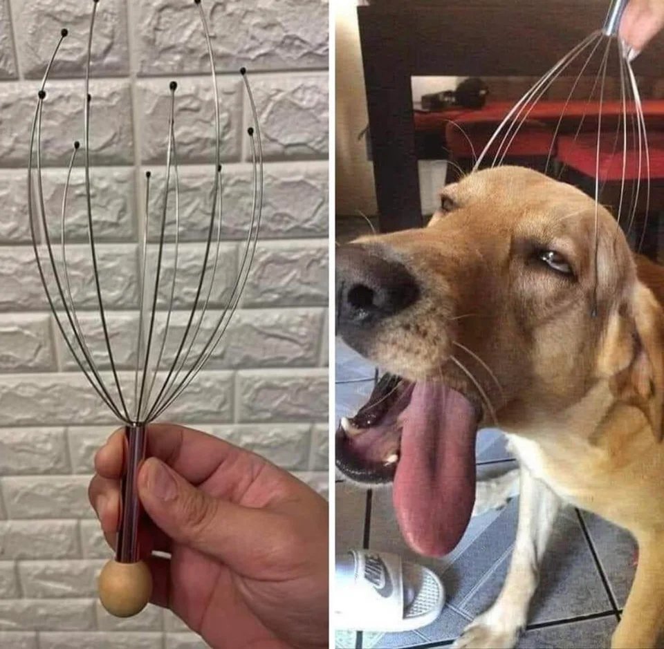 WholesomeMemes (@wholesomememe) on Twitter photo 