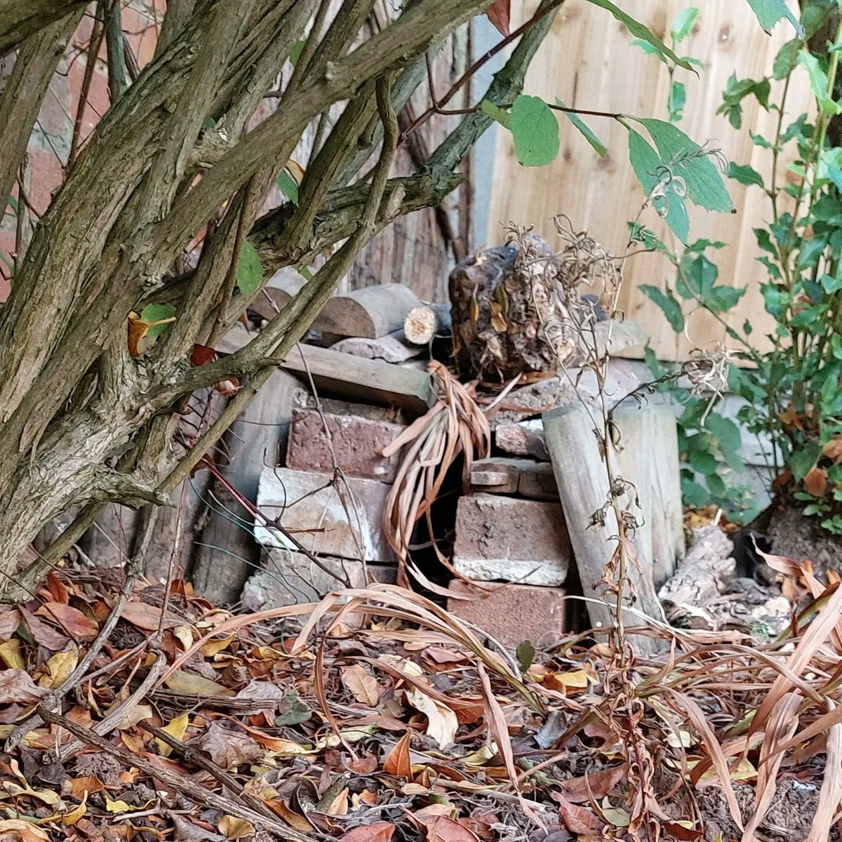 DLo_Deb's tweet photo. When your neighbour's gardener throws loads of bricks and roof tiles in your wild garden and hope you won't notice... build a hedgehog house 😍. Hope our regular hog visitor likes it enough to move in 🤞🦔 #hedgehogsofinstagram #hedgehog #nature #recycling #onemanstrash https://t.co/WM76prDzFB