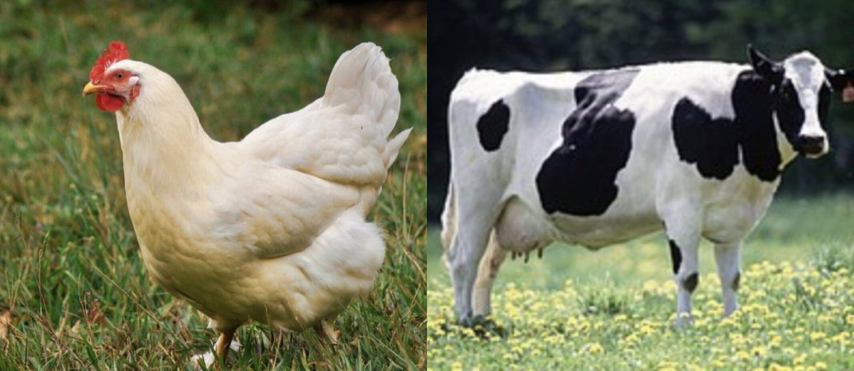 CornishAdMatt's tweet photo. @TheAnfieldWrap Hen.                          Cow. https://t.co/zigAb3XKSp