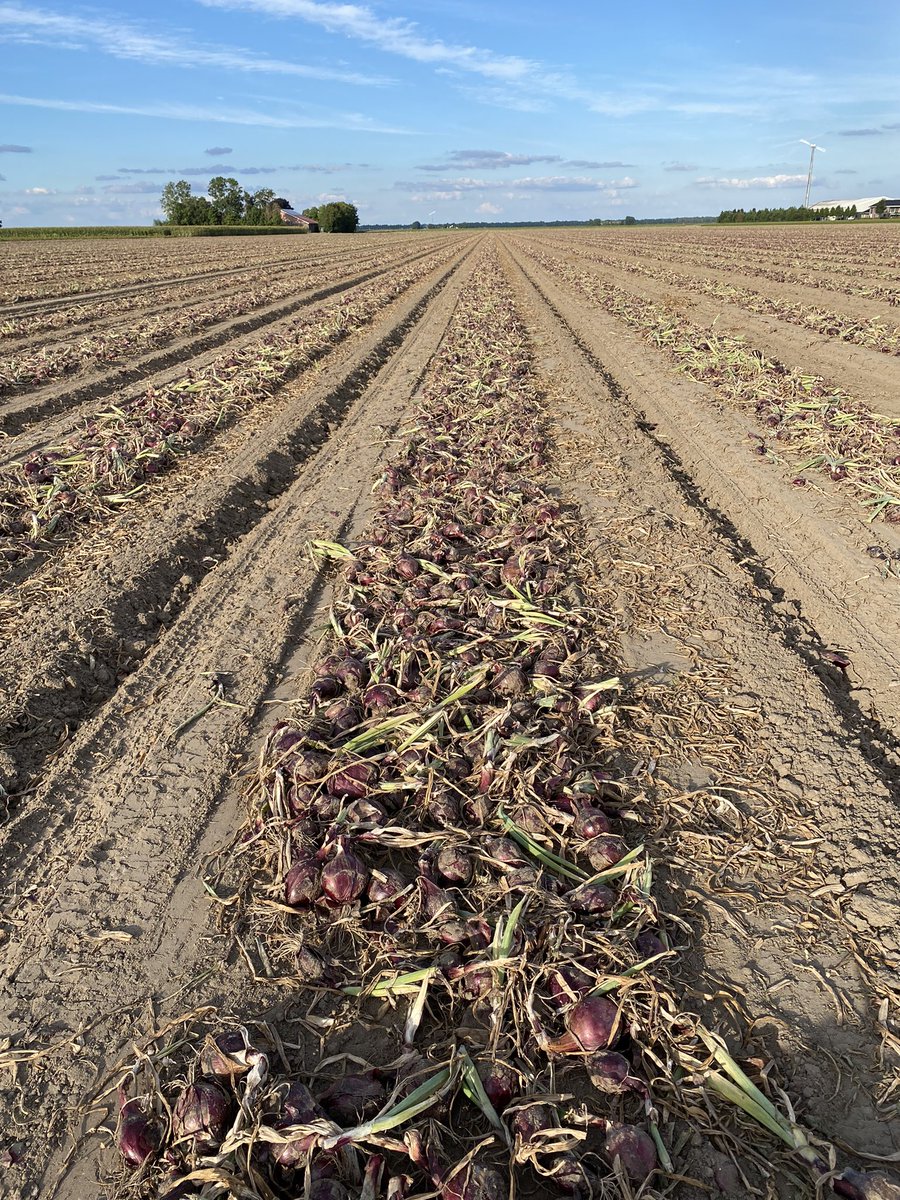 Jeffrey Mul tweet media