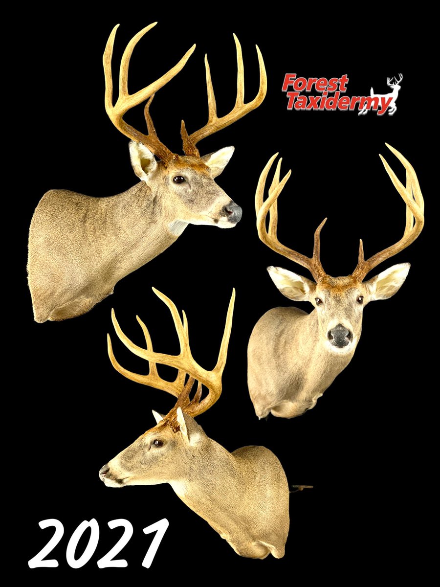 Forest Taxidermy (@325_wsm) on Twitter photo 