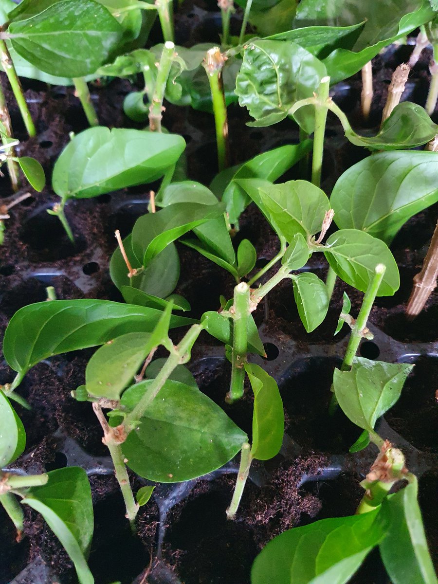 #formations  bouturage sur <a href="/SaintAmbroix30/">Mairie de Saint-Ambroix</a>  . 3 jours techniques sur la multiplication des végétaux.

#qualiopi <a href="/Occitanie/">Région Occitanie</a>