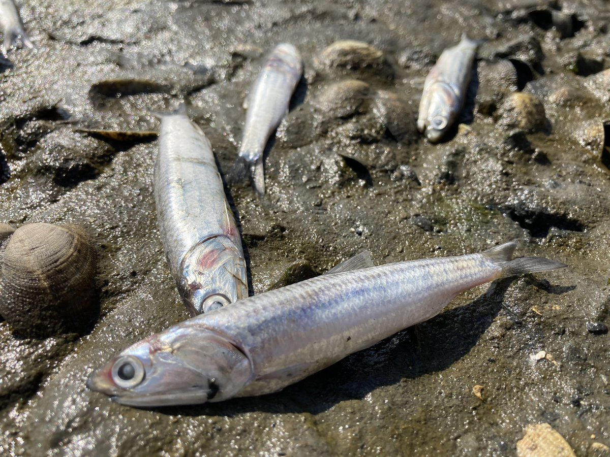 I’m at Lake Merritt today. The red tide fish kill continued last night. O2 levels plummeted and tens of thousands (likely more) sardines perished, in addition to hundred of striped bass, rays, and more.