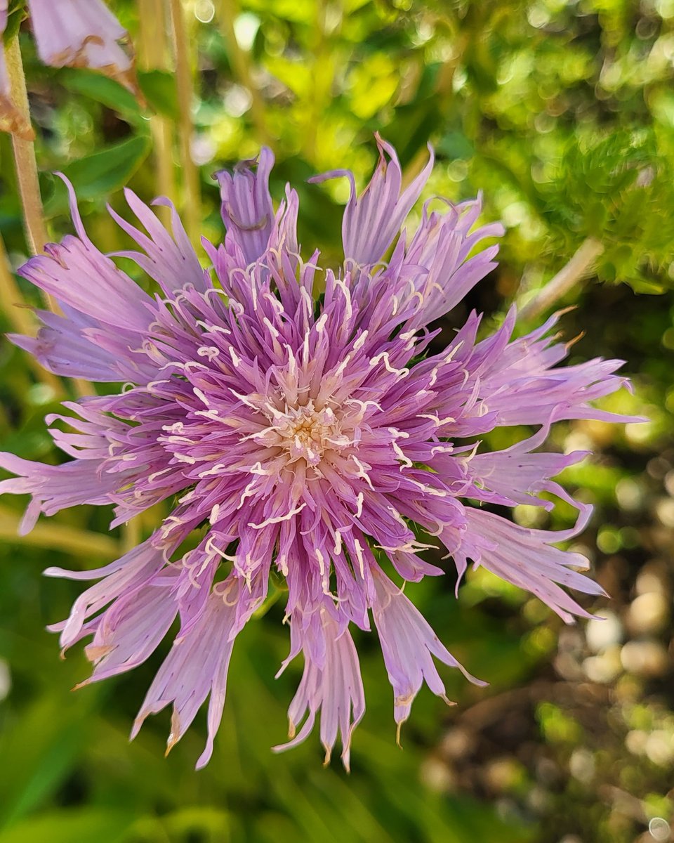 FANNisOnline's tweet photo. Pinellas: Meet new FANN member Butterfly Habitat Restoration, a by-appointment nursery & landscape company. Call 440-942-3100 or visit https://t.co/fJBRiXukV4
#plantrealflorida #nativelandscape #pinellas
Photo of Stokesia laevis, Stokes Aster by Butterfly Habitat Restoration https://t.co/Hfr6RIUl2a