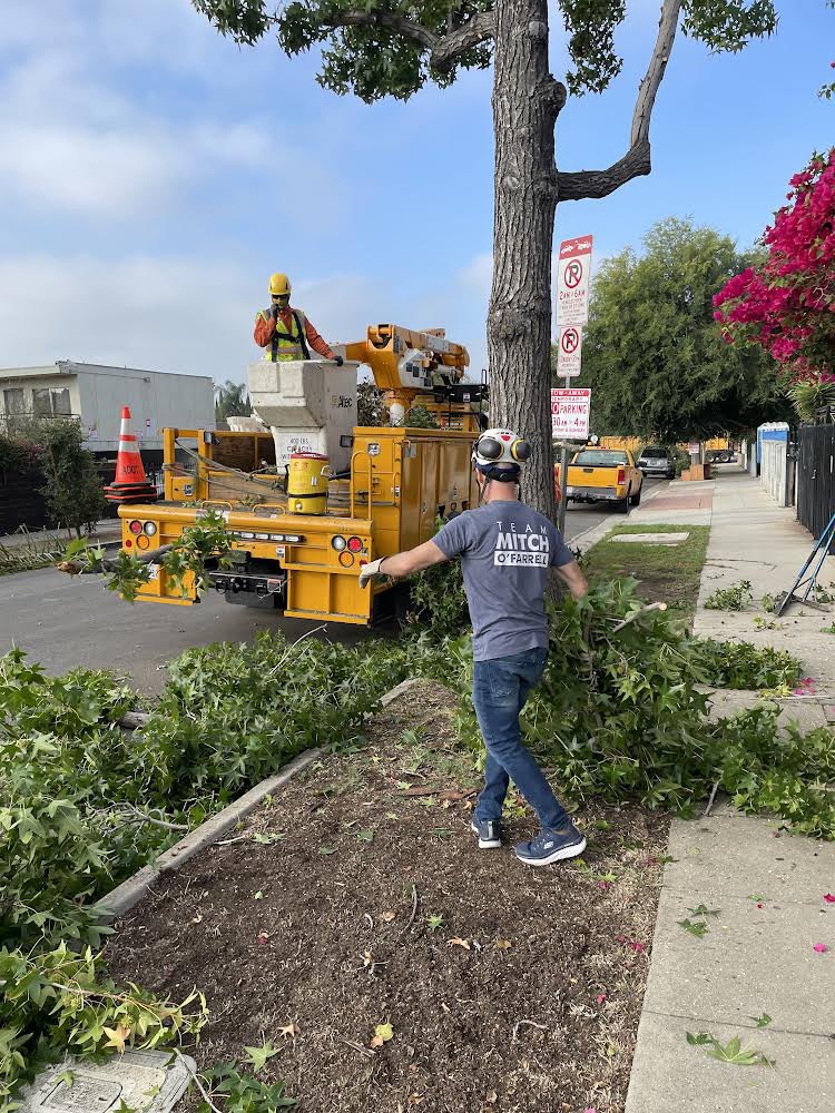 Thank you @MitchOFarrell for the site visit & lending a helping hand to our Urban Forestry crew. They trimmed the trees on the 3200 block of Drew St in #cd13. StreetsLA- improving the lives of all Angelenos. @LACityDPW