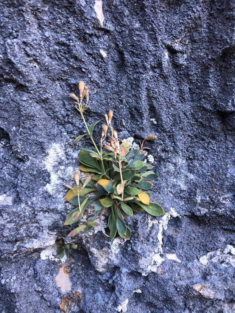 Openpyr's tweet photo. Perdidos con #Petrecoptis crasaifolia en nuestra visita mensual en @ordesa_com, esta vez en compañía de Maite. Las lluvias en el #Pirineo parecen haber supuesto un respiro... en la roca?,🤔 Un abrazo de esperanza a la pared.
@IPE_CSIC @aranzadi #prioconex #herbariojaca https://t.co/a25b9nNqKb