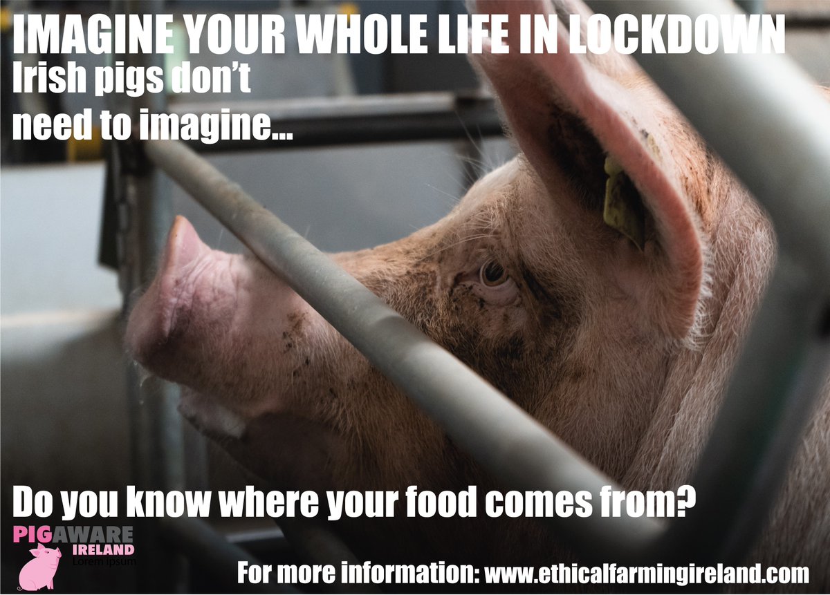 ethicalfarmIE's tweet photo. As lockdown becomes a distant memory for us 145,000 sows in Ireland are forced to endure a life of misery trapped in a cage too narrow to turn around in.  This is Bord Bia Approved. All animals deserve a life worth living #PigAwareIreland #LifeInLockdown #LifeWorthLiving https://t.co/4O0i4Nklqo