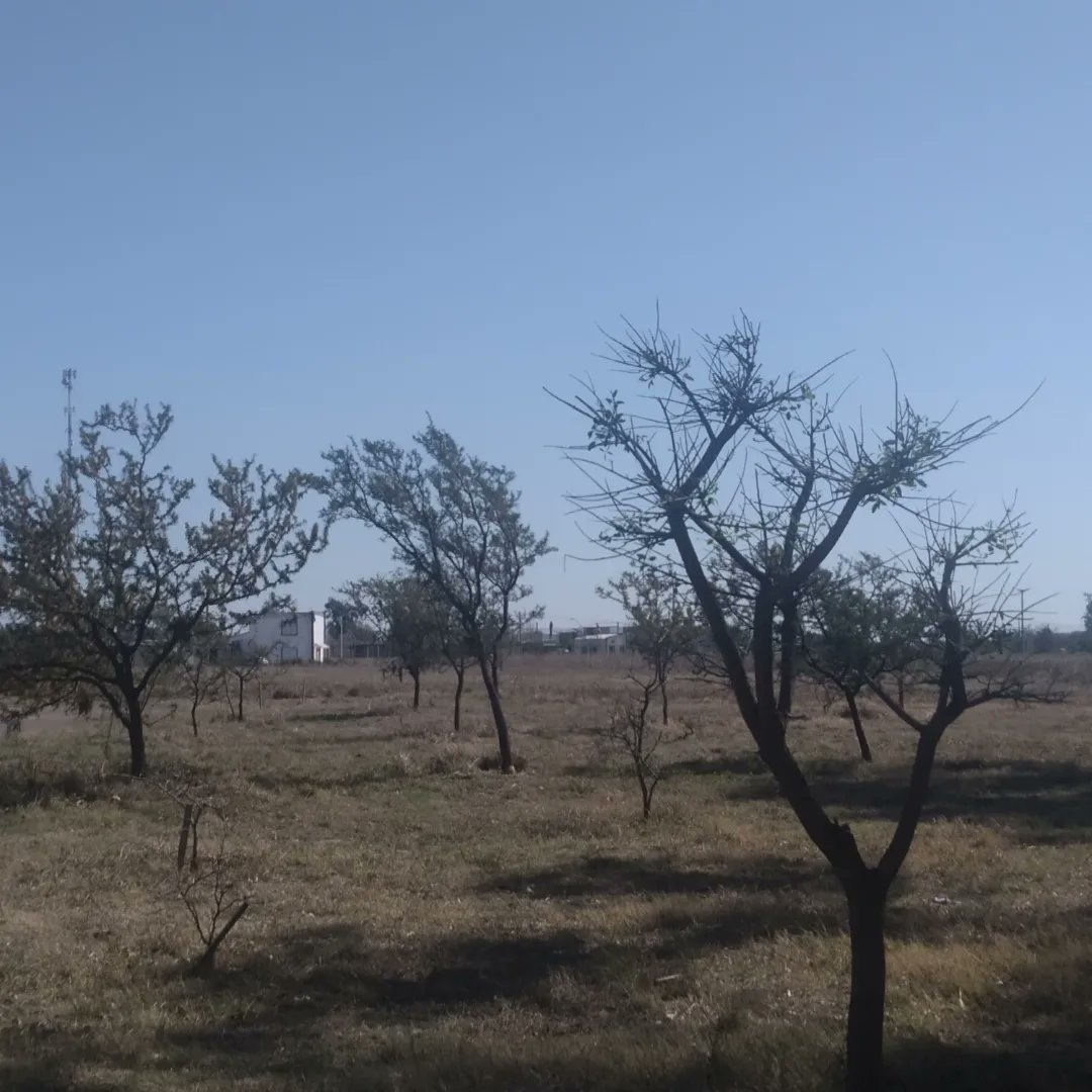 #AhoraSunchales
El Concejo Municipal aprobó una iniciativa de mi autoría a través de la cual se busca preservar y recuperar la vegetación nativa del distrito.Asegurar la biodiversidad propia de la zona, y generar una cultura de respeto y valoración de la naturaleza autóctona.