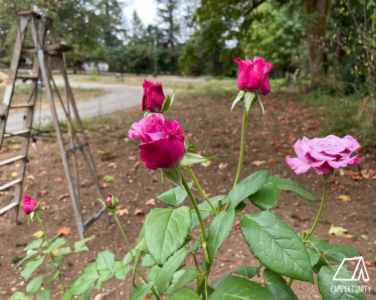 campertunity's tweet image. HerStory Farm is a place you can definitely stop to smell the flowers🌸⁠
⁠
Check out this beautiful hideaway before summer ends!!⁠
😊🧡⛺️

#campertunity #longweekend #makememories #camping