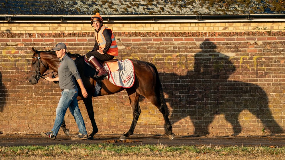 EquuisImages's tweet photo. Even Baaeed' shadow can't keep up.
Heading to Warren Hill this morning with the ever smiling Ricky Hill, well who wouldn't when you ride the Worlds Best Racehorse 
@NewmarketGallop @DiscoverNKT @bloodstocknews @ShadwellRacing @ShadwellStud https://t.co/NDkW1gbMYt