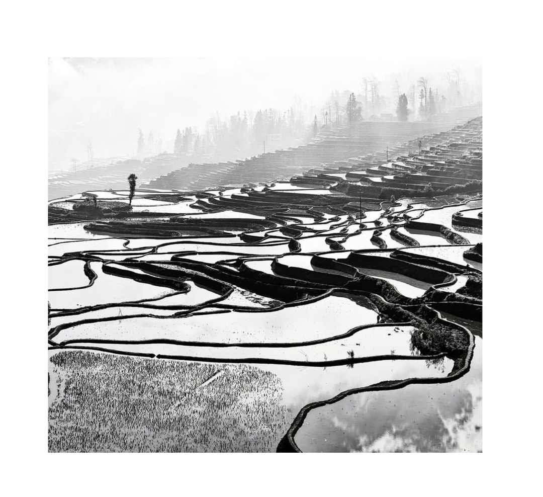 greenlensstudio's tweet photo. Mirror-like rice fields - Yunnan, China.
Photo credits: @alexandremanuelviegas 

#chinaricefields #mirror #travelphotography #blackandwhite #picoftheday #explorepage #affordablestudio #budgetfriendlystudio #instagood #everyonewelcome #lovegreenlens https://t.co/4RoIhoYBeo