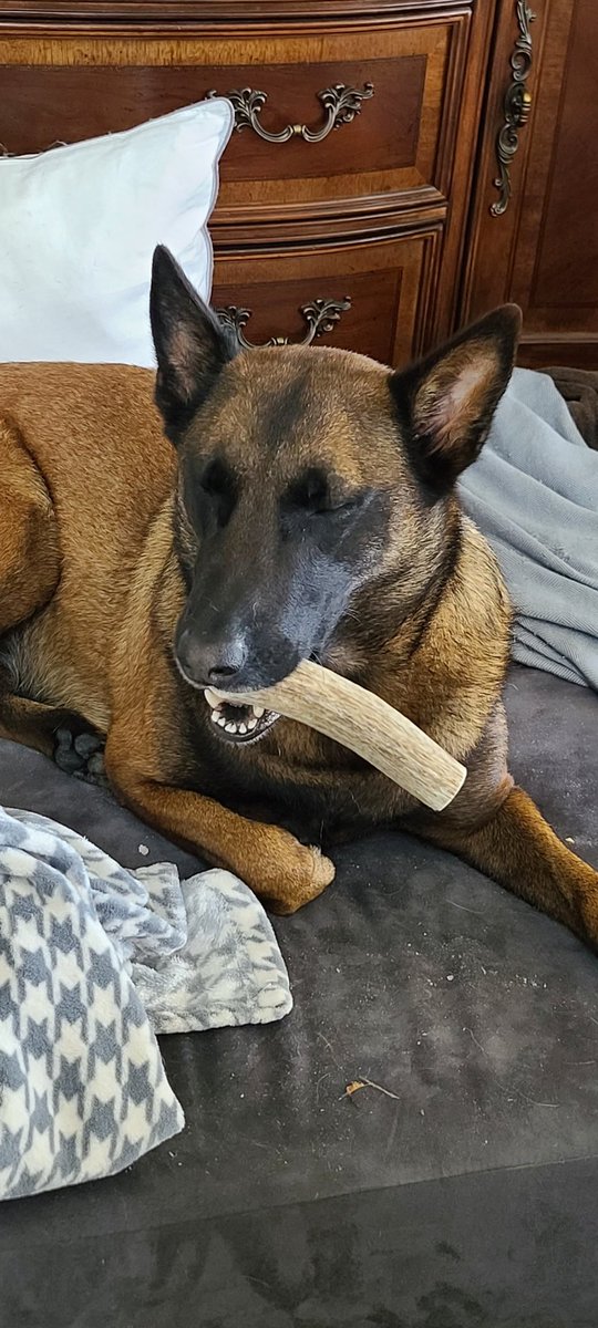 MalinoisThe's tweet photo. A typical day here on the #SecretCoast
With @pistolpezz https://t.co/nzHSJbfppC