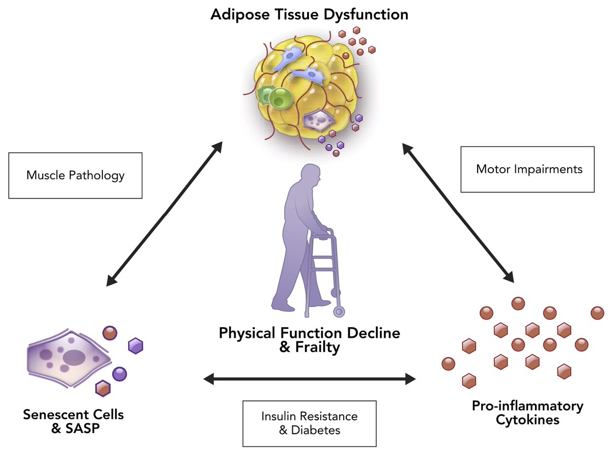 ChristophBurch's tweet photo. Physiological Aging: Links Among Adipose Tissue Dysfunction, Diabetes, and Frailty
https://t.co/QFfCl6nbBt https://t.co/neM5XSq9y6