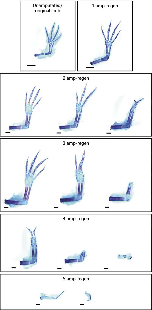 Madam_Bacteria's tweet photo. La regeneración de los ajolotes es ilimitada, pues la extremidad va perdiendo su morfología original conforme incrementan el número de amputaciones.  
#ajolote #axolotl #ciencia #science #regeneration https://t.co/StDJw56OwS