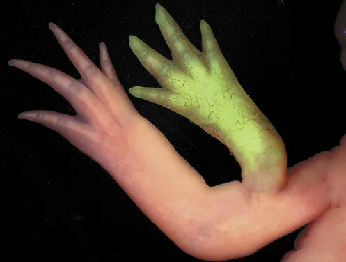 Madam_Bacteria's tweet photo. La regeneración de los ajolotes es ilimitada, pues la extremidad va perdiendo su morfología original conforme incrementan el número de amputaciones.  
#ajolote #axolotl #ciencia #science #regeneration https://t.co/StDJw56OwS