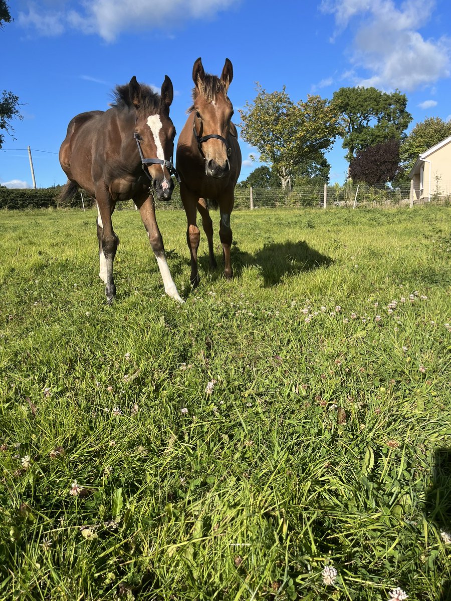 Invincible Army and Walk in the Park fillies enjoying the sun ☀️