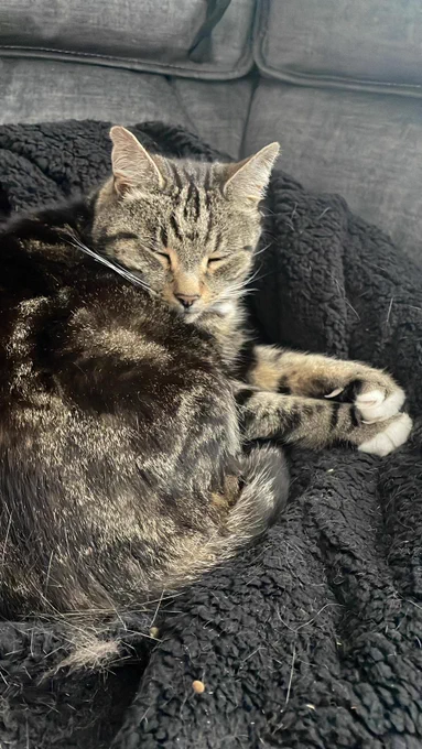 A sleepy cat laid on top of a pile of blanket