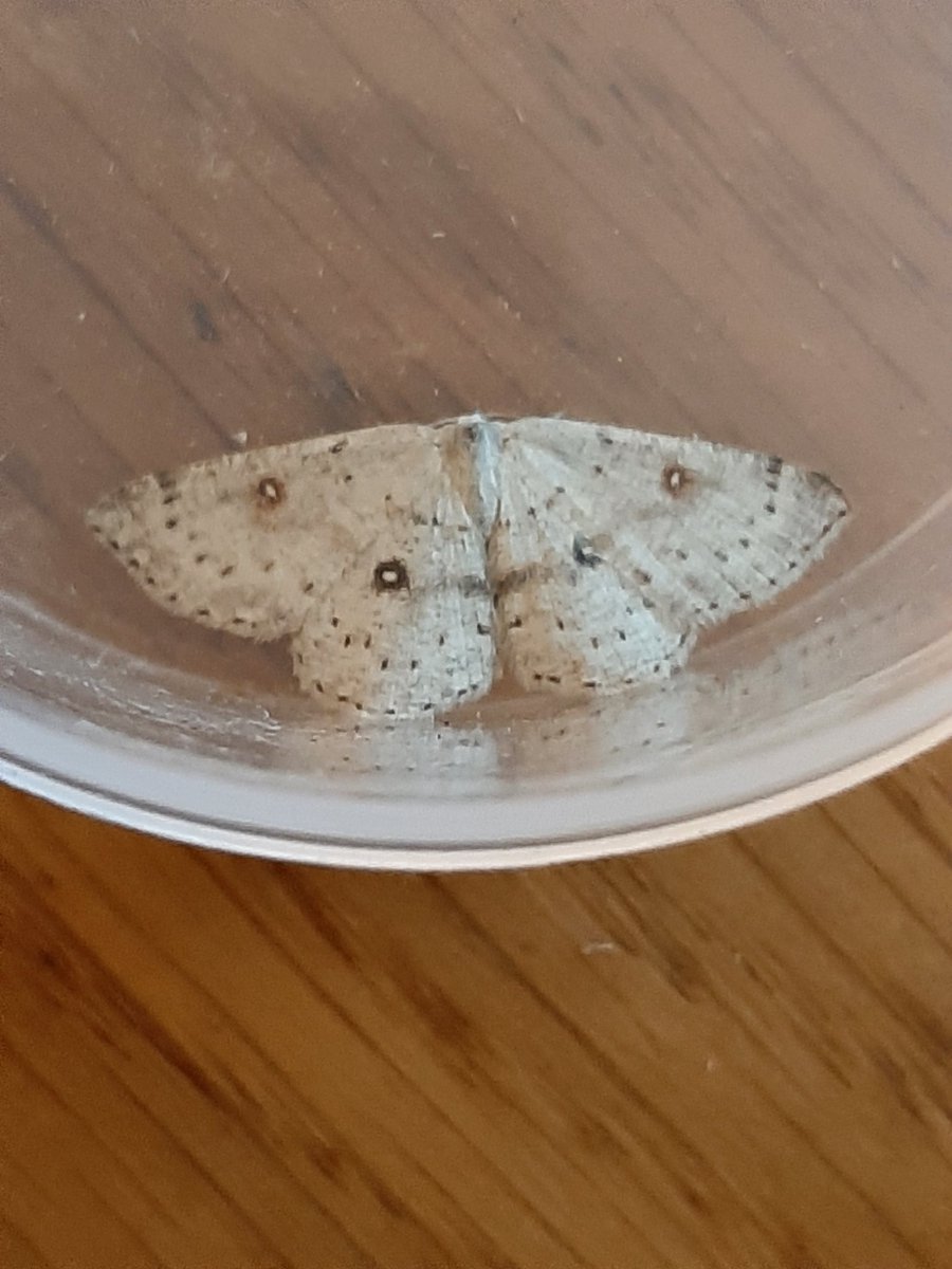 DaveMor54907676's tweet photo. A trap full of goodies in my holiday cottage garden in Boldre, New Forest last night. Birch Mocha, Mocha, Neglected Rustic and Portland Ribbon Wave, all new for me. Also Vestal, Rusty-dot Pearl and Ostrinia nubilalis. 
A bit different to home in Notts! https://t.co/HxzAEmEpDs