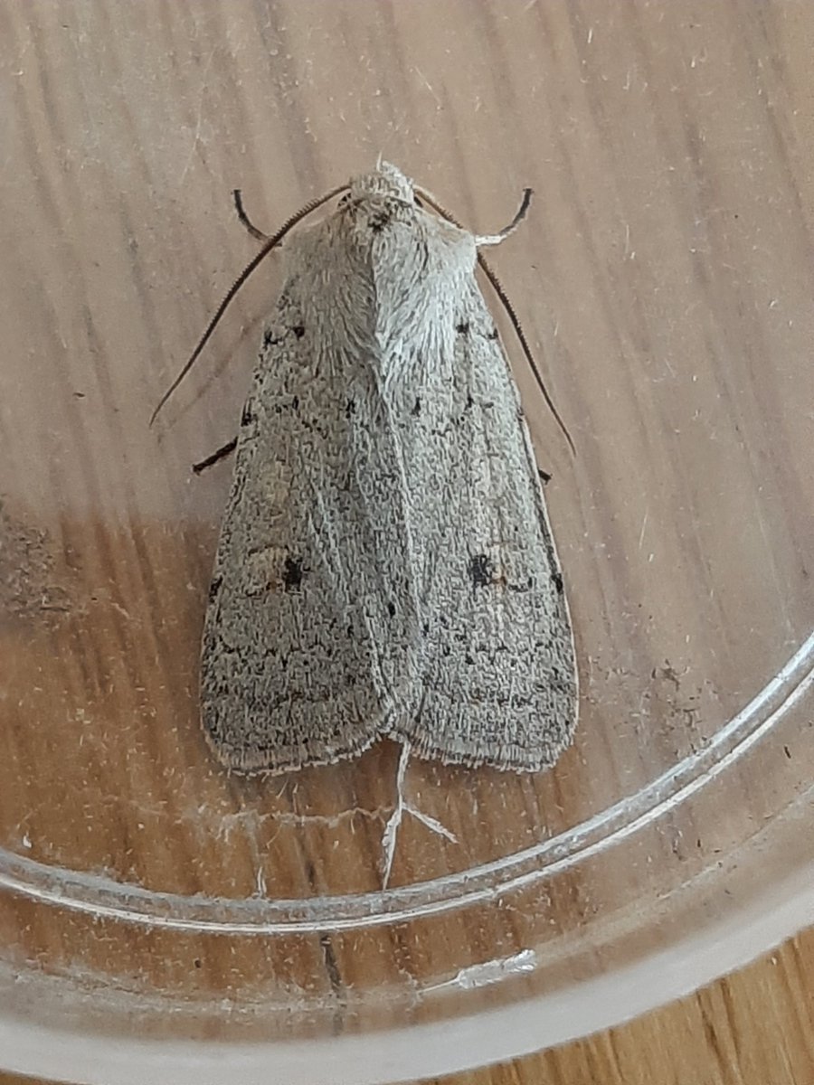 DaveMor54907676's tweet photo. A trap full of goodies in my holiday cottage garden in Boldre, New Forest last night. Birch Mocha, Mocha, Neglected Rustic and Portland Ribbon Wave, all new for me. Also Vestal, Rusty-dot Pearl and Ostrinia nubilalis. 
A bit different to home in Notts! https://t.co/HxzAEmEpDs