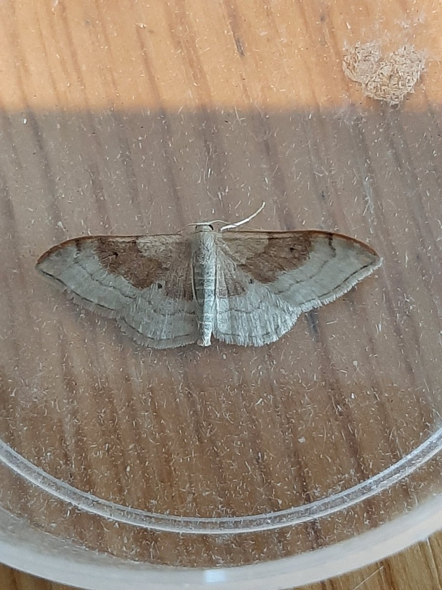 DaveMor54907676's tweet photo. A trap full of goodies in my holiday cottage garden in Boldre, New Forest last night. Birch Mocha, Mocha, Neglected Rustic and Portland Ribbon Wave, all new for me. Also Vestal, Rusty-dot Pearl and Ostrinia nubilalis. 
A bit different to home in Notts! https://t.co/HxzAEmEpDs