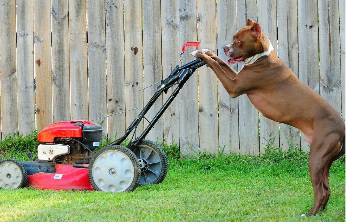BrendaLeipsicDP's tweet photo. 🚩PARK CLOSED FOR MOWING WEDNESDAY 7am - 12pm. 🚩 City will lock the gates for routine maintenance and ask any park users to leave during mowing. Mowing schedule is every second Wednesday from 7 am-12 pm. #winnipegdogs #dogsofwinnipeg #brendaleipsicdogpark https://t.co/SMiIS9aDaR