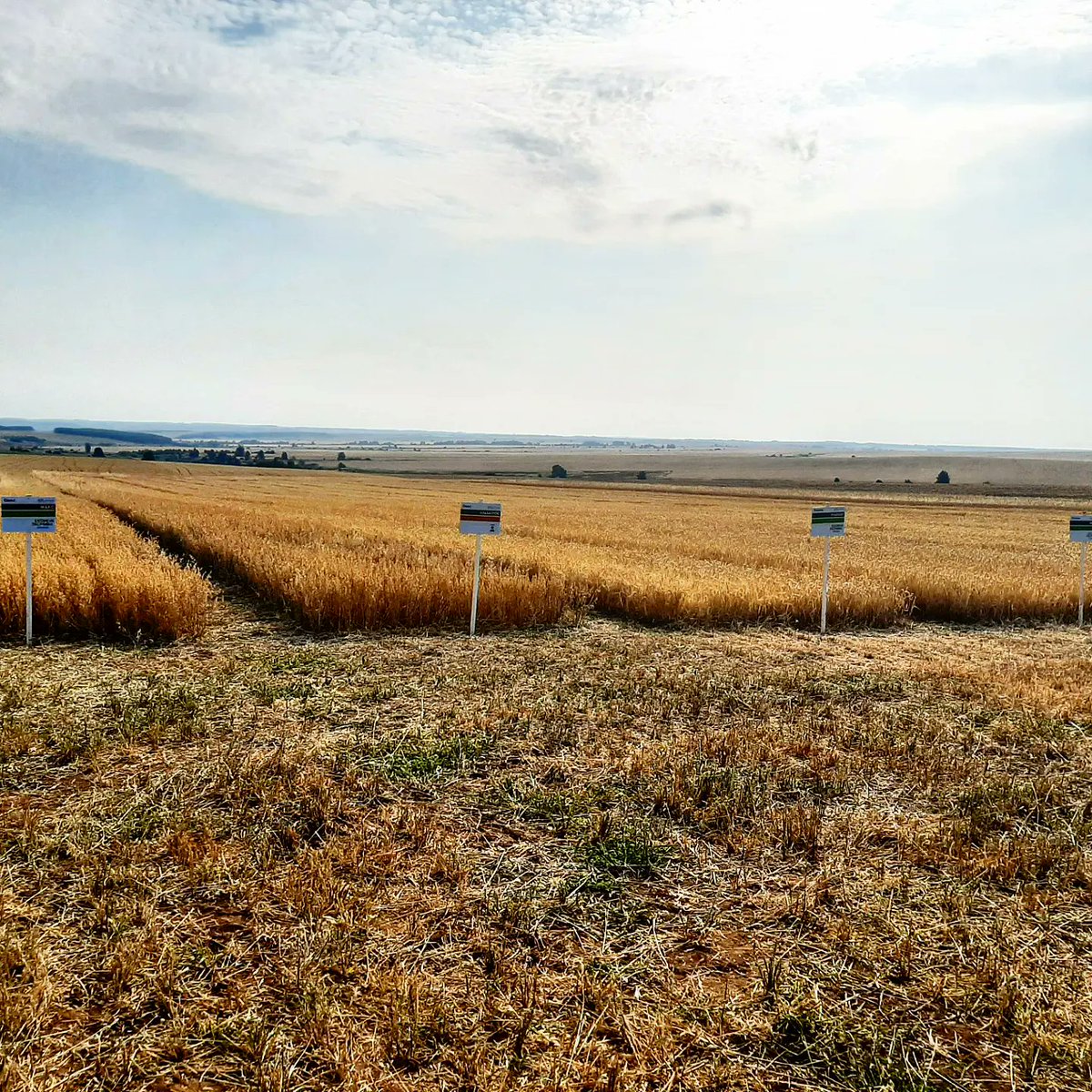 Vesi_Urala's tweet photo. 🌽 Кукуруза - царица полей. 
Участвуем в полевом семинаре. 
Демонстрируем линейку анализаторов корма NIR. Ручной, портативный и встраиваемый в комбайны и самоходные кормораздатчики.
🌐 https://t.co/qEYudTIKU5
📲 8-912-852-21-98 
#DinamicaGenerale #AgriNir #РусскаяНива #ВесыУрала https://t.co/9majPWdV7W