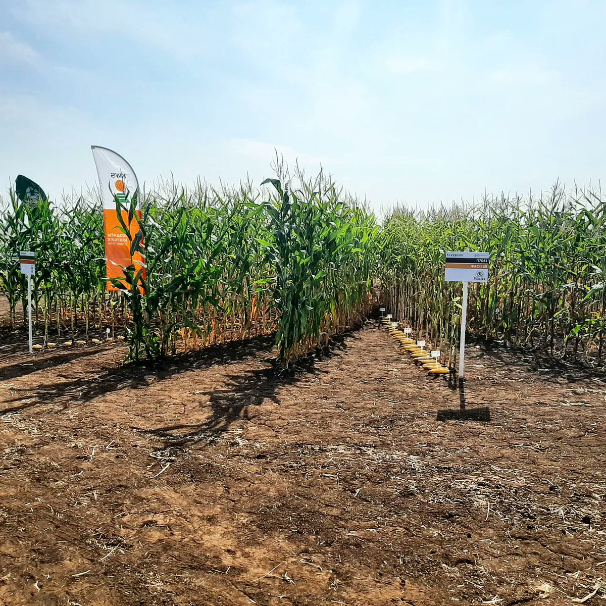 Vesi_Urala's tweet photo. 🌽 Кукуруза - царица полей. 
Участвуем в полевом семинаре. 
Демонстрируем линейку анализаторов корма NIR. Ручной, портативный и встраиваемый в комбайны и самоходные кормораздатчики.
🌐 https://t.co/qEYudTIKU5
📲 8-912-852-21-98 
#DinamicaGenerale #AgriNir #РусскаяНива #ВесыУрала https://t.co/9majPWdV7W
