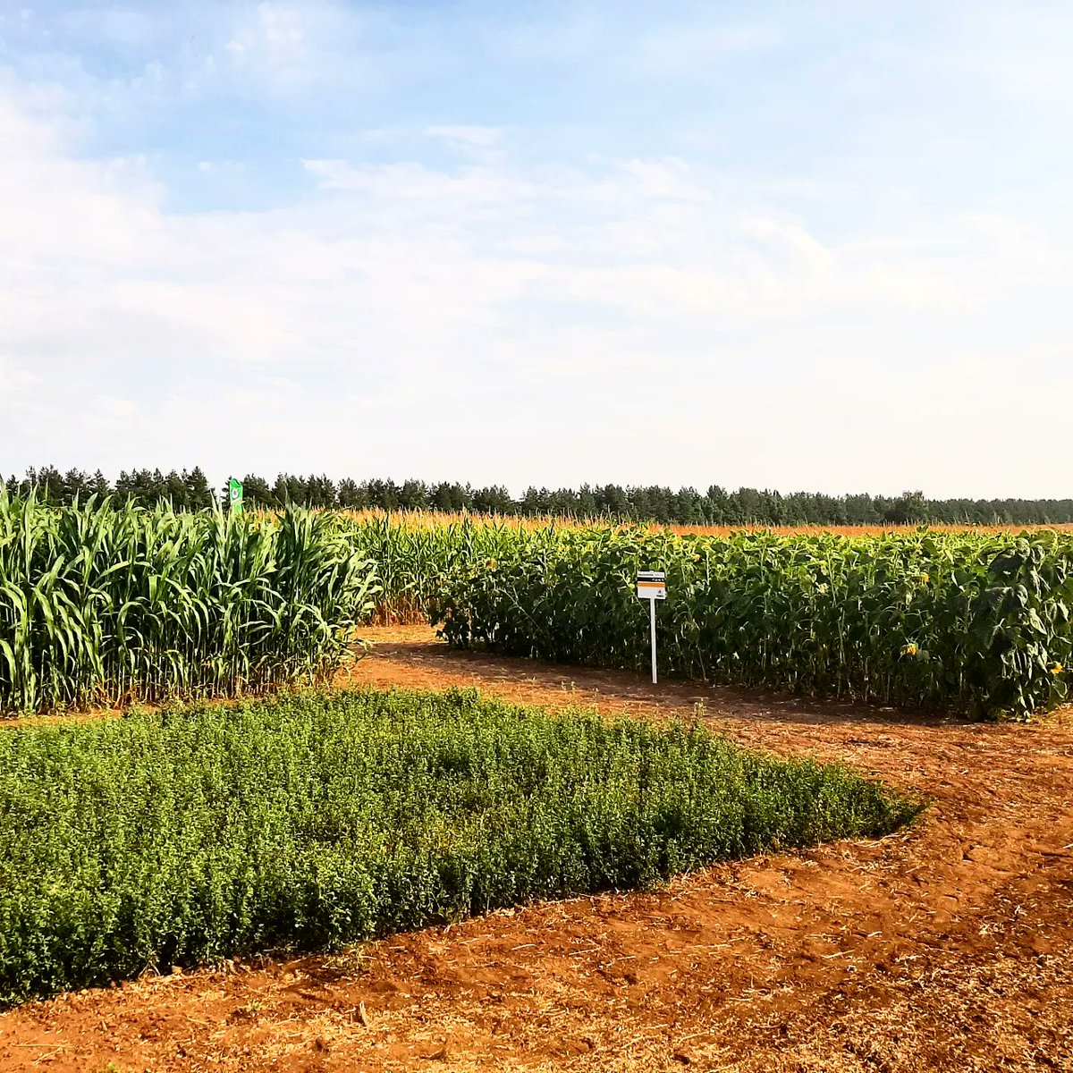 Vesi_Urala's tweet photo. 🌽 Кукуруза - царица полей. 
Участвуем в полевом семинаре. 
Демонстрируем линейку анализаторов корма NIR. Ручной, портативный и встраиваемый в комбайны и самоходные кормораздатчики.
🌐 https://t.co/qEYudTIKU5
📲 8-912-852-21-98 
#DinamicaGenerale #AgriNir #РусскаяНива #ВесыУрала https://t.co/9majPWdV7W