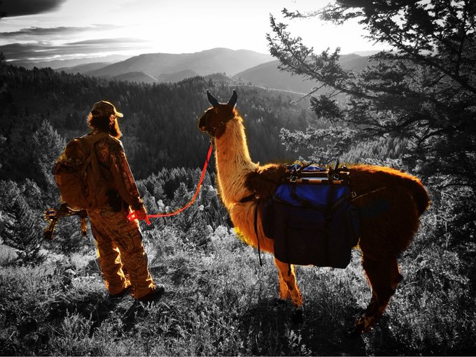 Sunlight in the mornings hit different at a high elevation ☺️ #llama #llamas #hike #hikenaked https://t