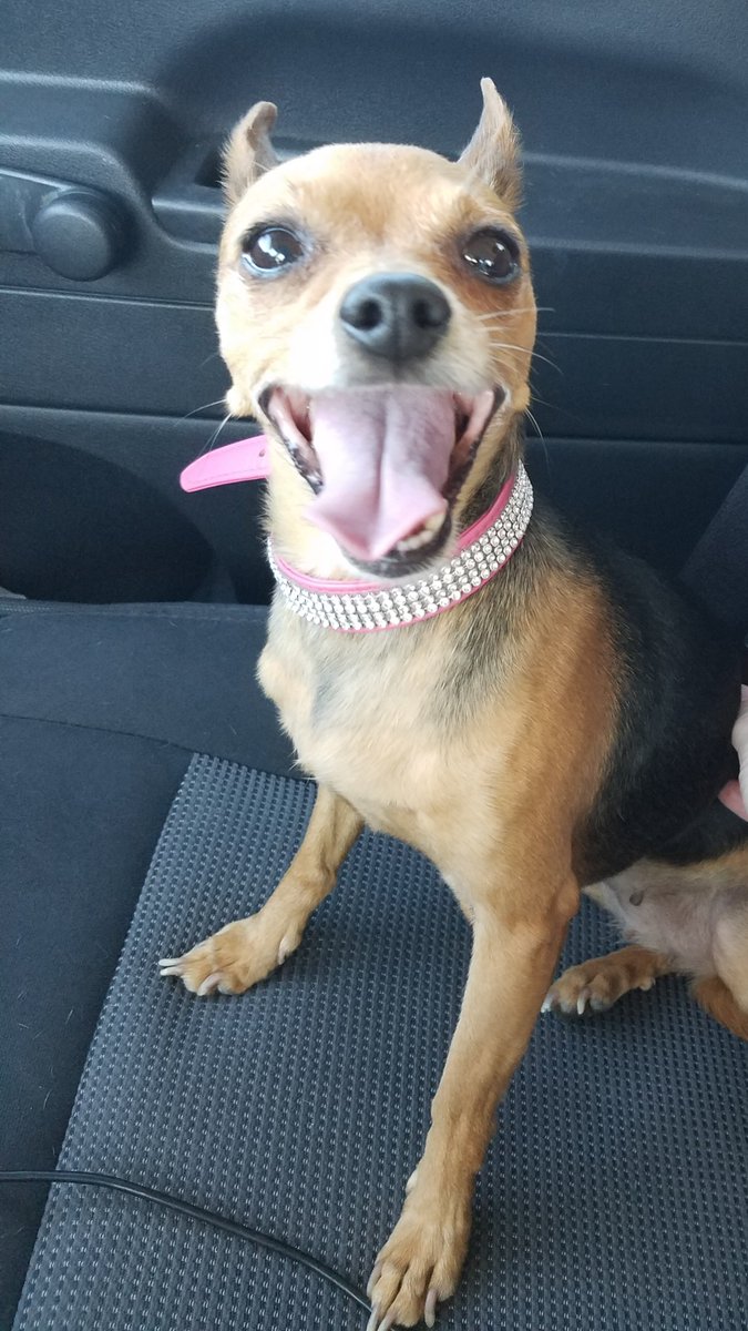 the_maplekind's tweet photo. @whatsuptucson  Found female chihuahua in the neighborhoods near Grant and Swan. She's got a cute collar and obviously belongs to someone, but has no tags or chip. Please help me get this girl home! https://t.co/Spcq3rsRsH