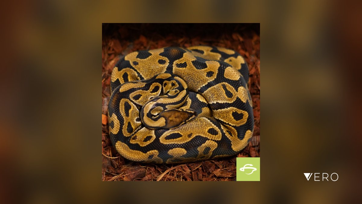 Cosmic Morphs tweet media