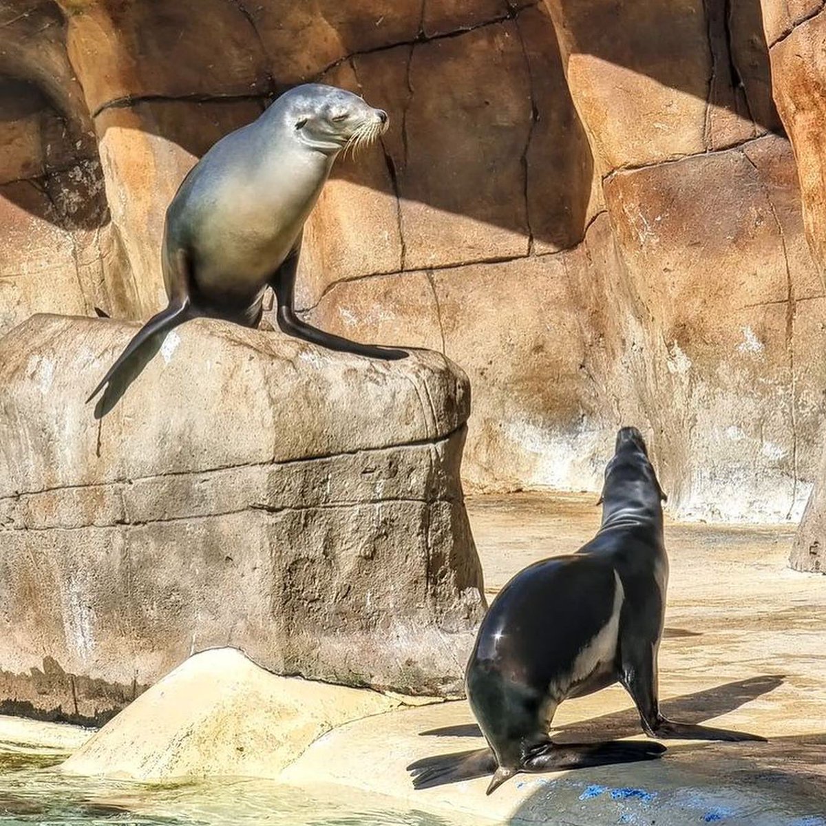 TeamCANW's tweet photo. Another excellent day out, #MakingMemories for our young people and #FosterCarers who #FosterWithCANW π
With return to school fast approaching, we thoroughly enjoyed a trip to @BlackpoolZoo π
π¦§π¦π¦ππ
#Participation https://t.co/Zc1Ucf1cqx