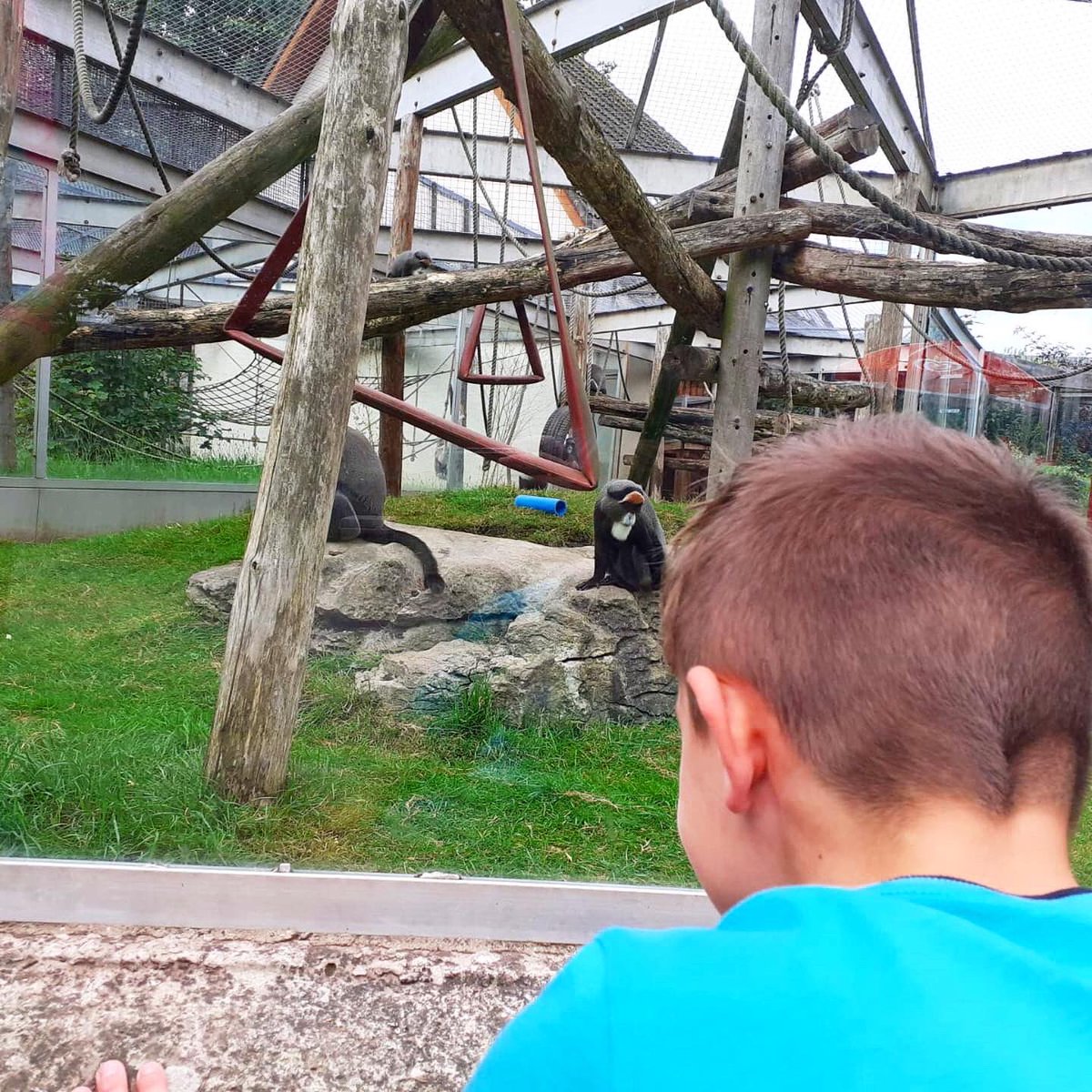 TeamCANW's tweet photo. Another excellent day out, #MakingMemories for our young people and #FosterCarers who #FosterWithCANW π
With return to school fast approaching, we thoroughly enjoyed a trip to @BlackpoolZoo π
π¦§π¦π¦ππ
#Participation https://t.co/Zc1Ucf1cqx