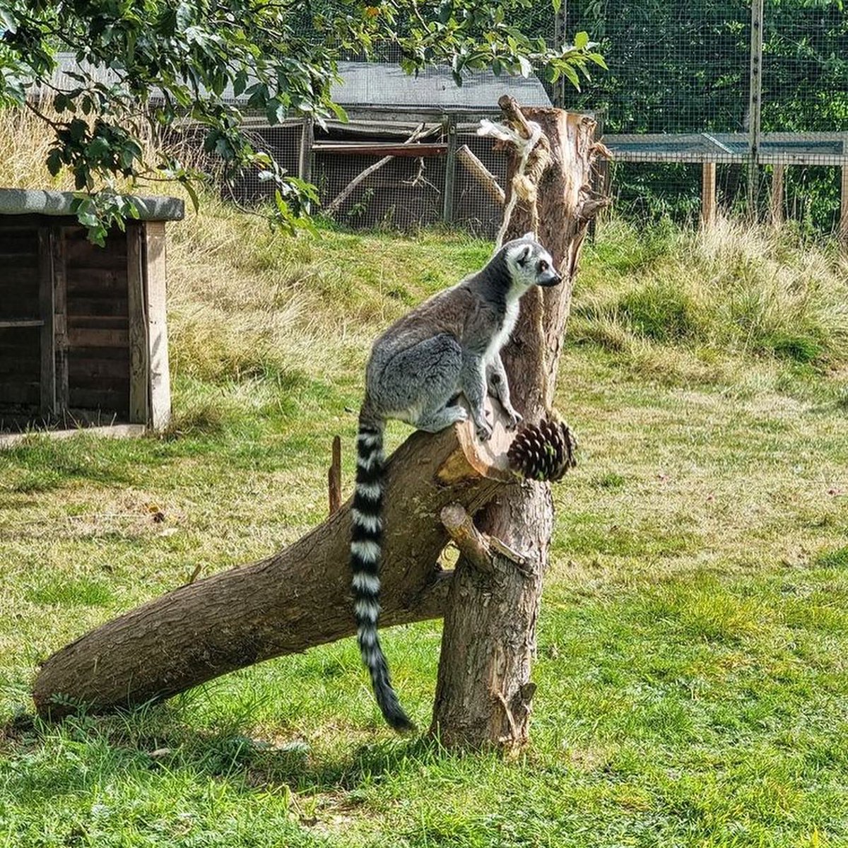 TeamCANW's tweet photo. Another excellent day out, #MakingMemories for our young people and #FosterCarers who #FosterWithCANW π
With return to school fast approaching, we thoroughly enjoyed a trip to @BlackpoolZoo π
π¦§π¦π¦ππ
#Participation https://t.co/Zc1Ucf1cqx