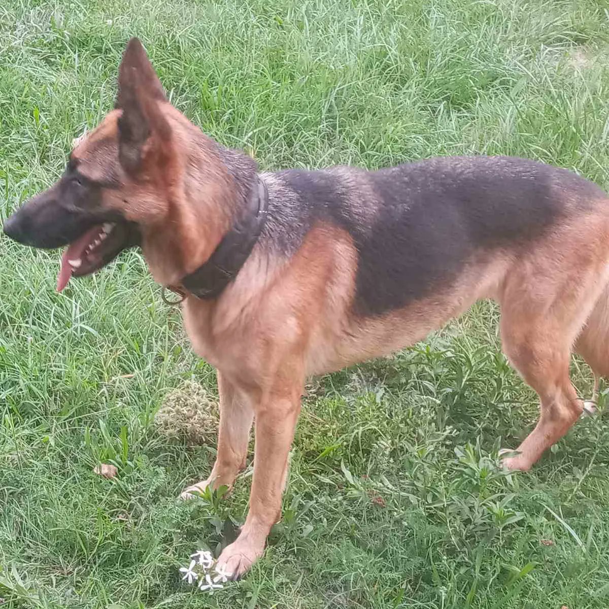 Ljiljan65880270's tweet photo. Kesi🐾🦮Prelepa zenka NO, stara je 3 god, skroz socijalizovana, zna sve komande, setnja bez provodnika, odlicno se slaze sa drugim kucama🥰Trazim dom gde ce biti prihvaćena kao ljubimac, ziveti slobodno uz svog vlasnika ‼️Kont tel 065 418 5868 ⬆️⬆️⬆️ https://t.co/fA02JvSjGE
