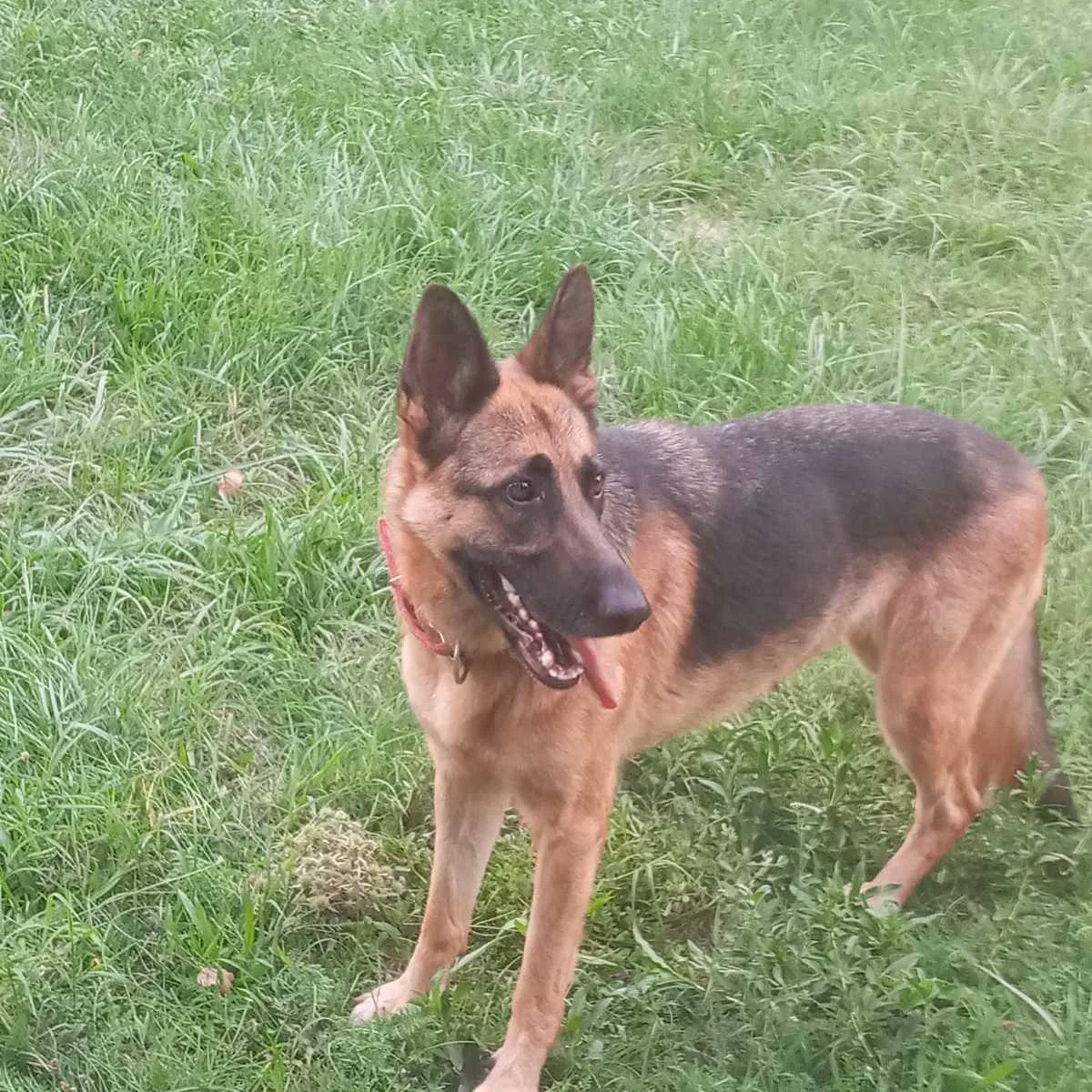 Ljiljan65880270's tweet photo. Kesi🐾🦮Prelepa zenka NO, stara je 3 god, skroz socijalizovana, zna sve komande, setnja bez provodnika, odlicno se slaze sa drugim kucama🥰Trazim dom gde ce biti prihvaćena kao ljubimac, ziveti slobodno uz svog vlasnika ‼️Kont tel 065 418 5868 ⬆️⬆️⬆️ https://t.co/fA02JvSjGE