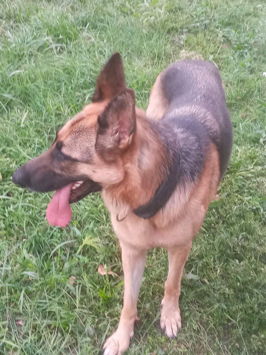 Ljiljan65880270's tweet photo. Kesi🐾🦮Prelepa zenka NO, stara je 3 god, skroz socijalizovana, zna sve komande, setnja bez provodnika, odlicno se slaze sa drugim kucama🥰Trazim dom gde ce biti prihvaćena kao ljubimac, ziveti slobodno uz svog vlasnika ‼️Kont tel 065 418 5868 ⬆️⬆️⬆️ https://t.co/fA02JvSjGE
