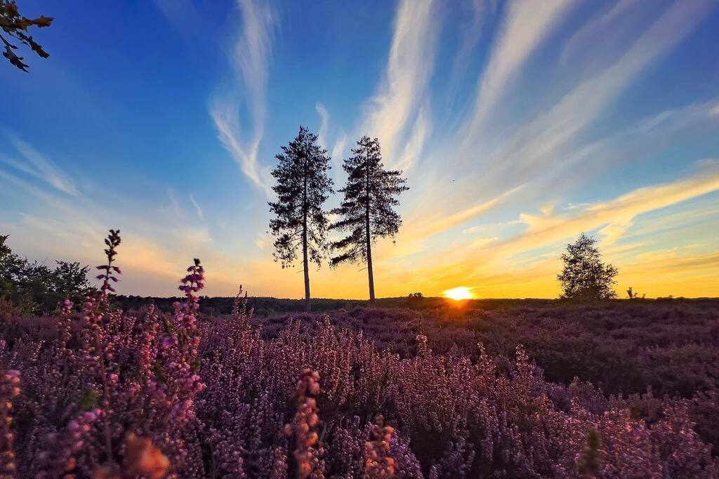 rdonselaar's tweet photo. I love my iPhone! Took this shot while riding the local MTB track this evening. With no room to have my DSLR with me the RAW function and Lightroom mobile on the iPhone do the trick!

#purpleheather #iphone13pro #sunset #goldenhour #heath #dentreek #leus… https://t.co/cEDJrzfTiH https://t.co/a15Fmbgsnb