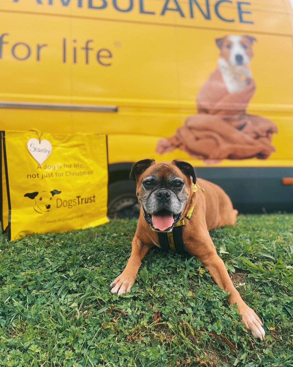 Stanley came into our care after his owner passed away. He’s spent a few weeks in foster and today he headed off to his new home 🏡 <a href="/DogsTrust/">Dogs Trust 💛🐶</a> #AdoptDontShop #boxer #rescue #foster