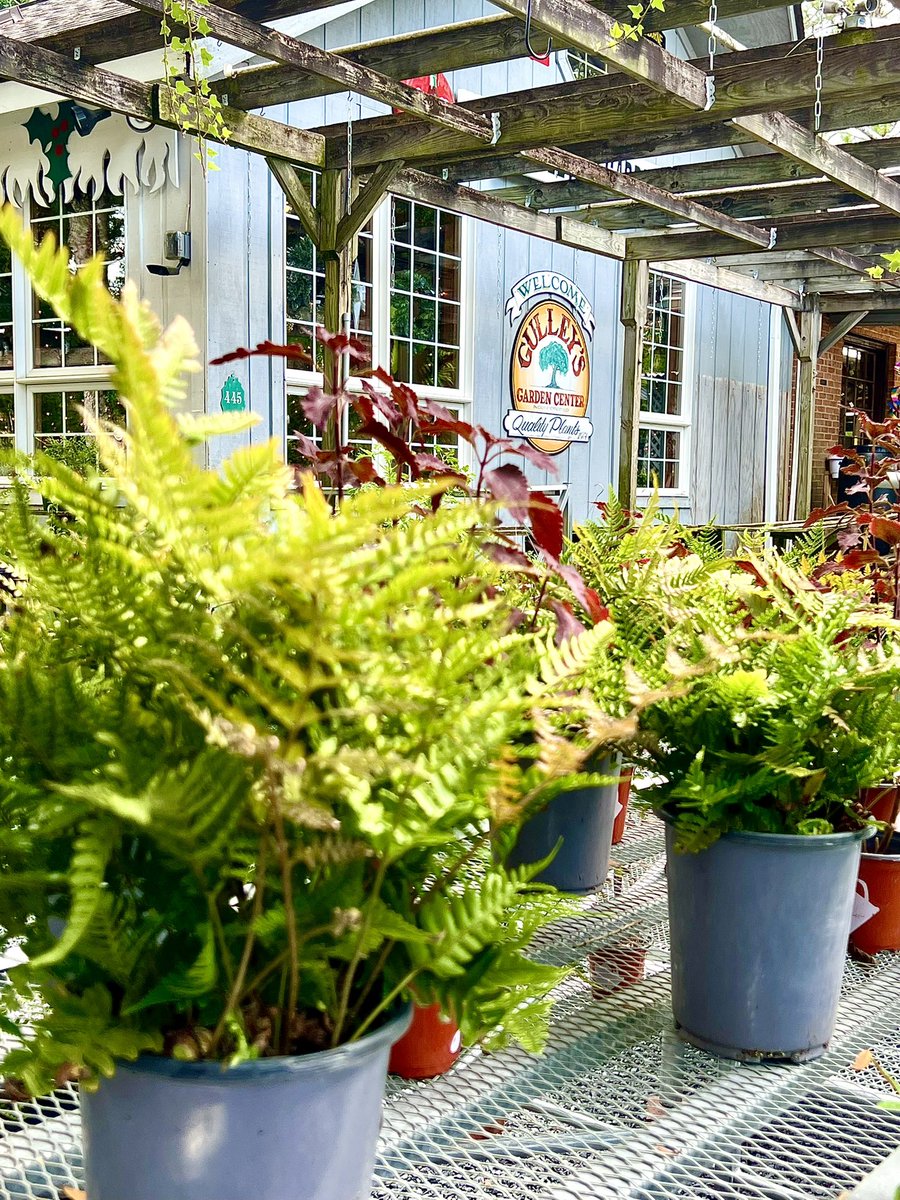 Gulley's Garden Center🌳🪴
#August2022   
Photo By: Joseph Hill 🙂📸🪴

gulleysgardencenter.com
#GulleysGardenCenter🌳🪴
#plantnursery #gardencenter #garden #plants #planttwitter #summer #SouthernPinesNC #Augustmoire