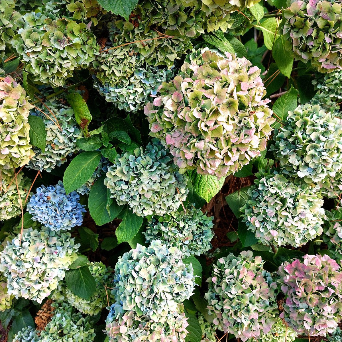 CloChapuis's tweet photo. Et voilà!
La chapelle Sainte-Barbe recommence à se prendre pour un vaisseau naviguant dans une mer mousseuse  d'hortensias, le mât dans les nuages.
A sa proue, un très ancien enfeu.

#Kerity #Paimpol 
#Bretagne https://t.co/gjbX9AbB2w