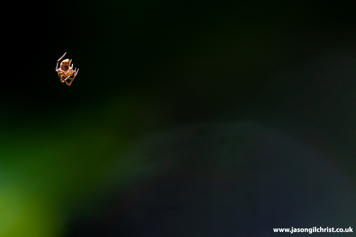 jgilchrist13's tweet photo. Do you feel small in a big world?
Think of this wee (3mm) baby spider in garden. Catching sunlight.
It's a big old world out there.
Fare ye well wee yin.
#spider #BabySpider #Springwatch #TwitterNatureCommunity #ThePhotoHour #macro #MacroHour #Kirkliston #Scotland #LoveSpiders https://t.co/lBI0zxtuZt